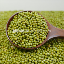 Sprouting Type New Crop Mung Bean In Top Quality And Low Price